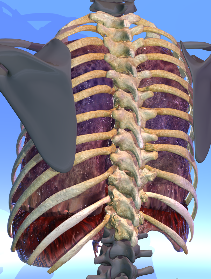 3D models ofThoracic bones, lungs and diaphragm